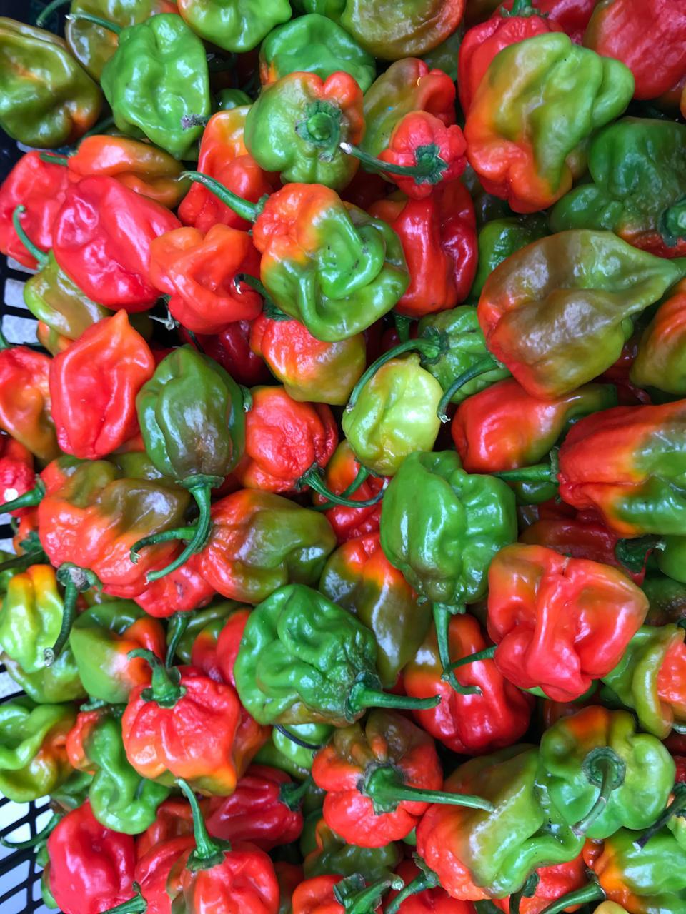 Récolte de piments antillais aux couleurs vives, rouges et verts